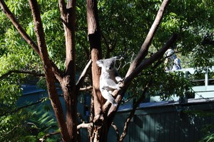 koala.jpg